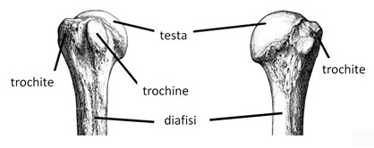 Fratture dell’omero prossimale